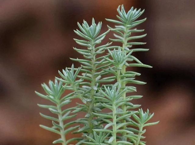 多肉怎么分叉 t0100bc36b573689583.webp