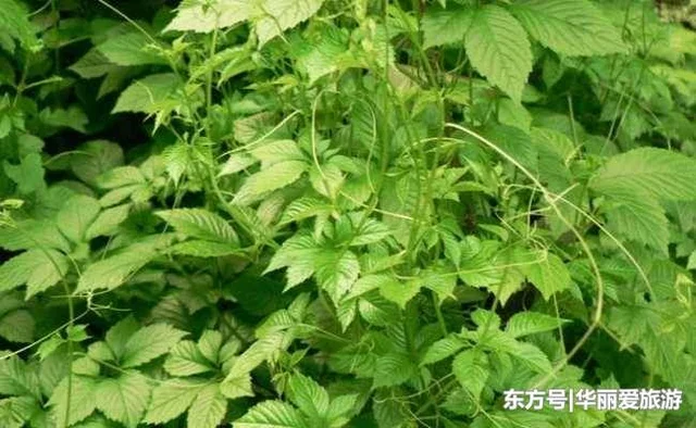 t017d838633fda9a344.webp