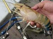 农村散养的土鸡,过了一段时间地面都是光秃秃的,这是为什么?