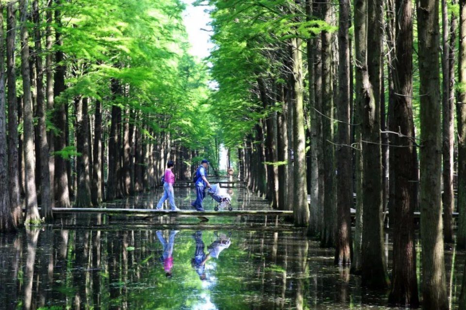 在江苏腹地 竟深藏着一处宛如亚马逊雨林的秘境之地……