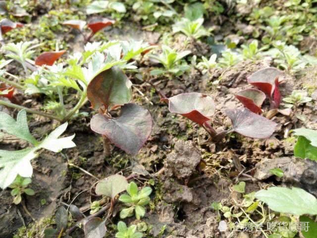 过年时到野地里挖折耳根，川渝农家不可或缺的美味