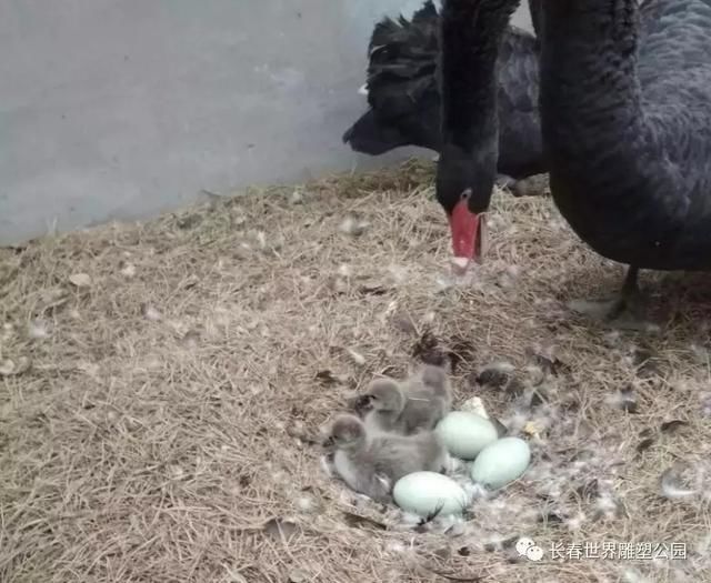 喜讯长春世界雕塑公园5只天鹅宝宝破壳而出