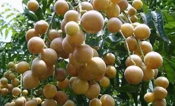 给在三亚过年的哈尔滨人,据说这些是当地人最爱的特色美食!