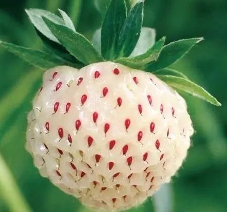 大深山里的野果菠萝莓245元RMB一公斤,很少