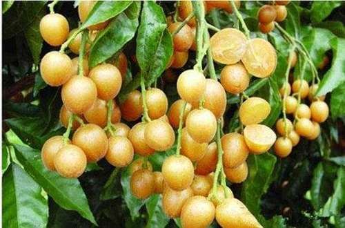 女人一定要吃这果子,美容养颜,增强抵抗力