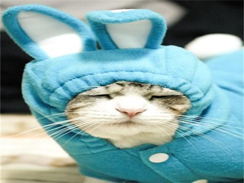 穿上衣服的猫咪,竟然不会走路了,喵:我只是激动