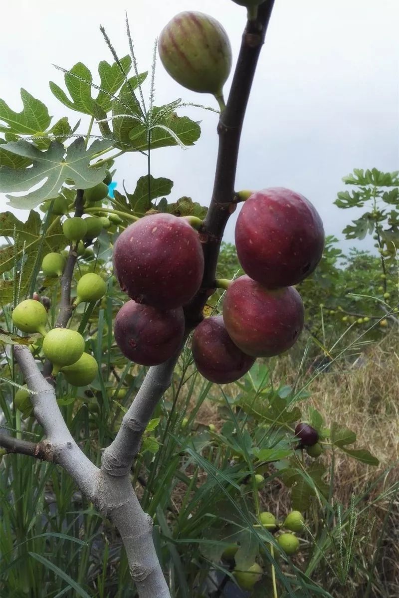 火龙果、凤梨、黄肉西瓜、莲雾…高明一大波鲜