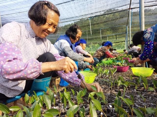 一棵油茶树点燃山村脱贫梦