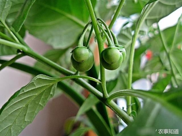 这野草果实似蓝莓,农民当杂草拔掉,却不知是珍贵的“金吊柳”