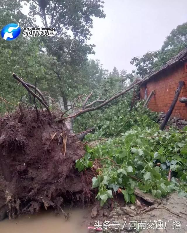 南阳突遭暴雨！淅川、邓州受灾严重，水深齐腰、房屋受损……