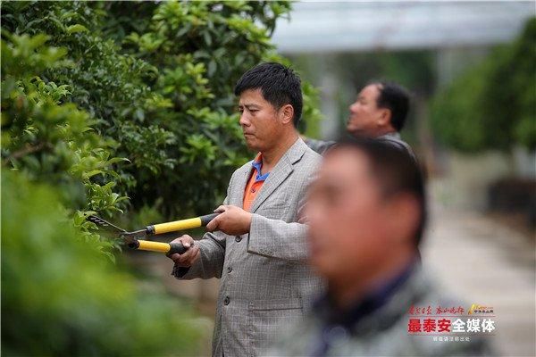 泰山有座“桂花园”，这里桂花飘香寿命百年