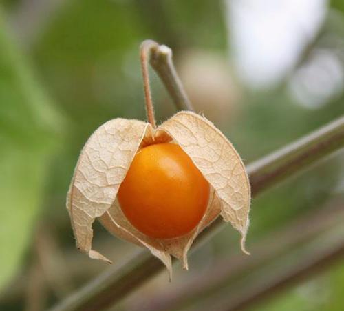 立秋后,多吃此果对身体好,能清热解毒、镇咳润