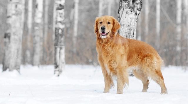 世界名犬智商排行榜,快来看一看有没有你家的