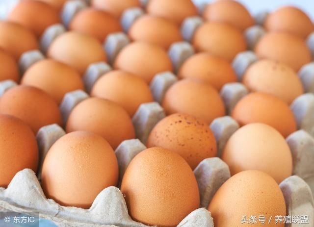 蛋价，为什么总是在绝望中上涨？