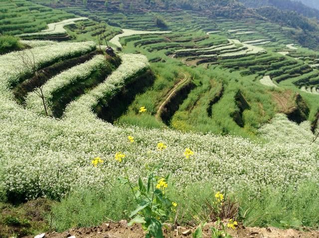 江南的春天最美是油菜花,而这里的油菜花美到不像话