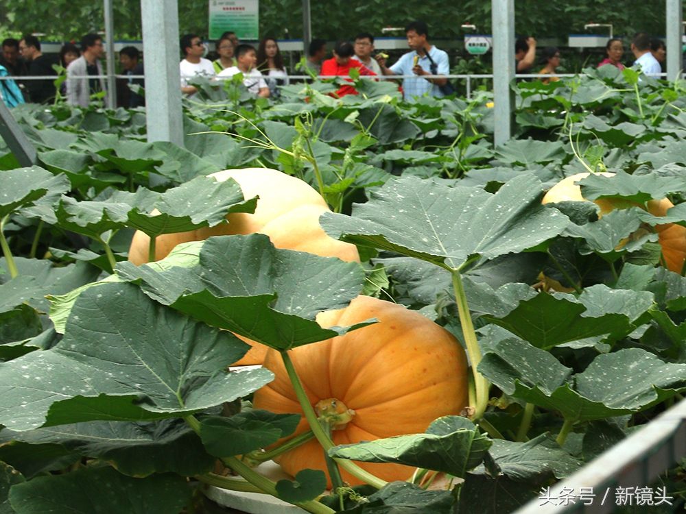 空中种牛蒡、管道里栽蔬菜，这样的菜蔬种植方法你见过吗