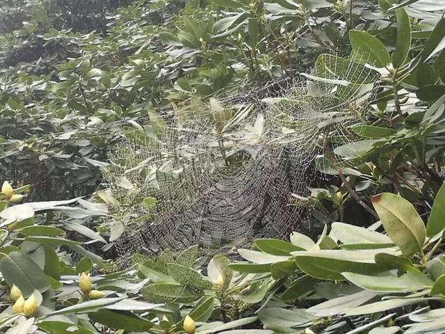 天台山的七只蜘蛛又美又有禅意！
