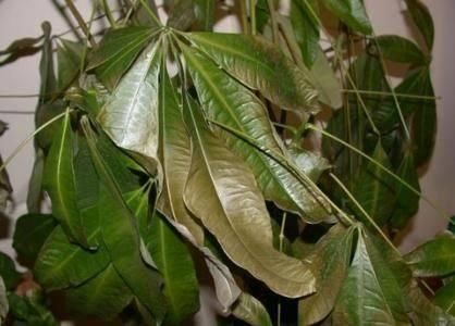 发财树叶子发黄掉落惨不忍睹 4招教你快速解决发财树叶黄问题