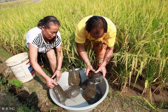 稻田除了养鱼，还能养它“一地双收”，年增收好几十万