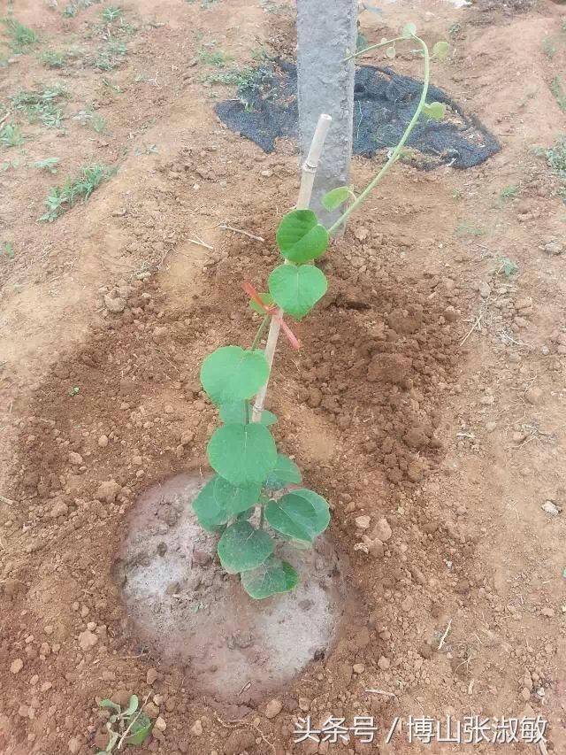 春季苗木种植时节网络购买树苗一定多加注意，尽量实地看货最保险