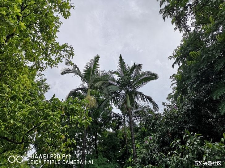 鸡血三星note8智斗华为P20PRO!拍照!