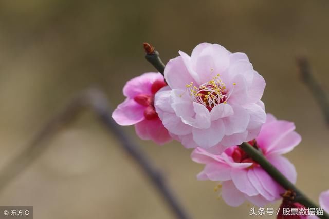 春回大地！牛市开启！A股，有望单边上涨的股票100只