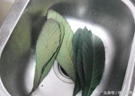 多狠的咳嗽，6片叶子煮碗水，2天除根，至少3年不咳!