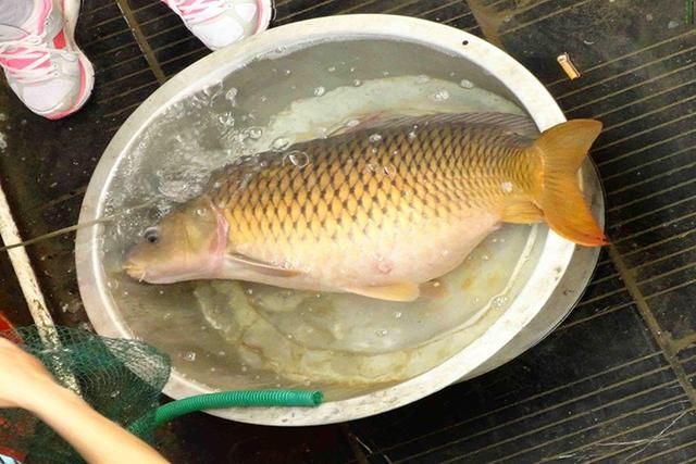 钓鱼麝香底窝料自己在家就能做 想要配方的钓