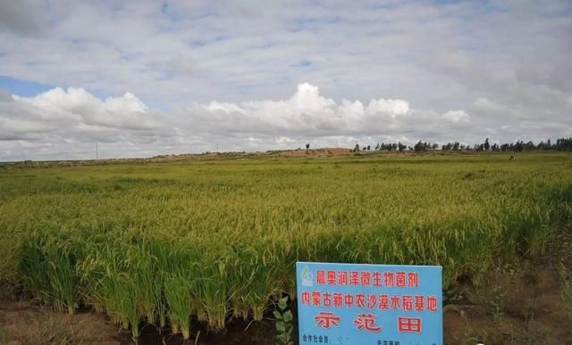 沙漠种水稻亩产千斤的不止袁隆平!中国人太长脸!外国专家都服了