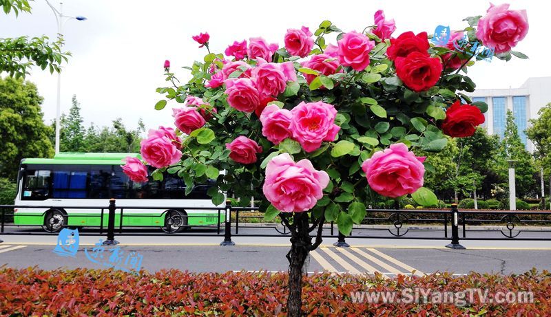 一起做花痴吧!来泗阳北京路,闻香识月季