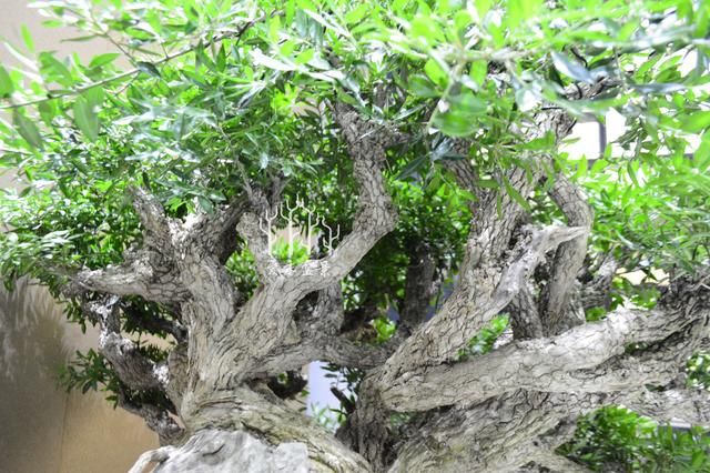 大师盆景细节欣赏，贵州高祥老师黄杨盆景，山东石景涛老师赤松