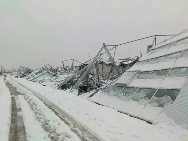 一场暴雪压塌温室大棚无数是温室大棚抗雪不够还是天灾难免?