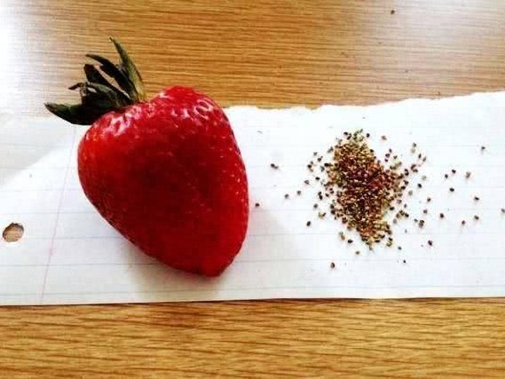 强迫症吃水果,草莓要去籽,石榴要去核,也这样