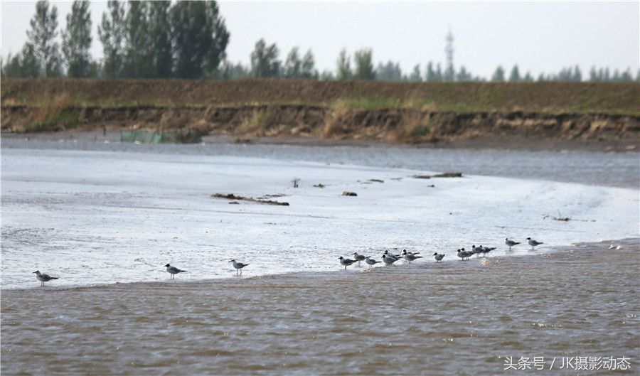 黑嘴鸥、翘鼻麻鸭在辽河绿水湾风景区栖息享受初夏暖阳