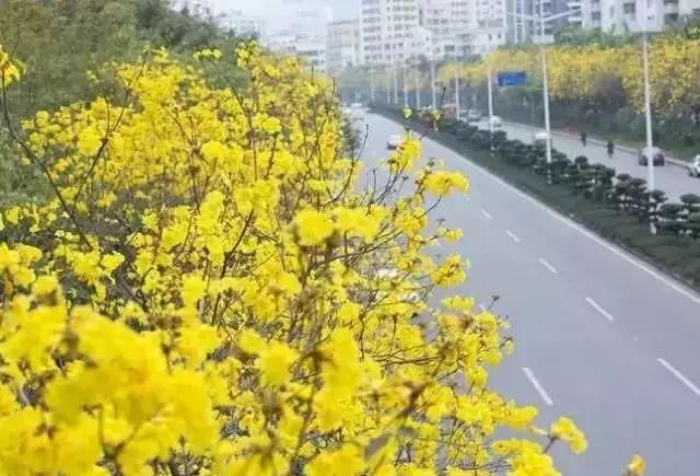 深圳的花开了，成片花海美如画！最佳赏花地都在这里了！