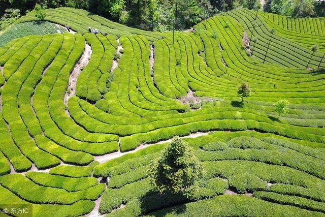 凭什么?澳大利亚出口红酒价格提高三倍,中国不