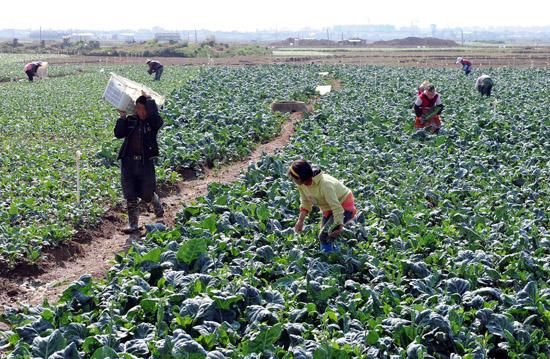 日本爆发“菜荒”，中国网友：发家致富就靠去日本卖菜了！