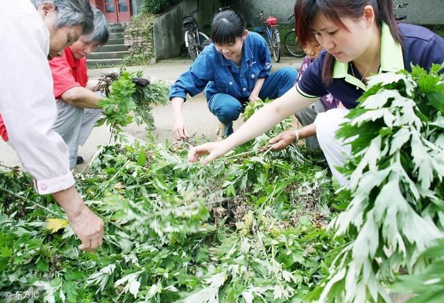 养殖户你知道艾叶在养猪中的作用吗？敬请收藏！