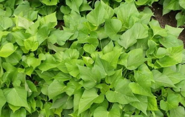 女大学生返乡种植被誉为皇后菜的红薯叶,带领