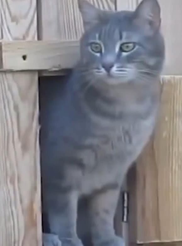猫咪站在柜子门口望着远方,接下来一幕让人笑喷,猫:卡,卡住了 十大电子游艺网址
