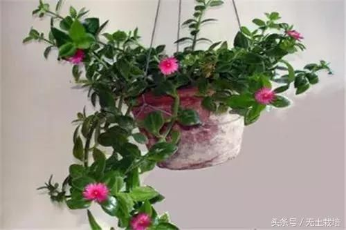 买回家的植物,怎么养护都不开花怎么办?早看早知道!