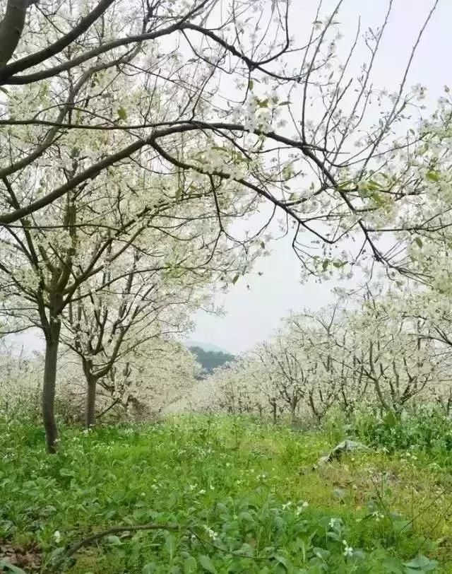 速约！还记得惊艳整个桂林的那片山楂花吗？千亩花海即将美到爆