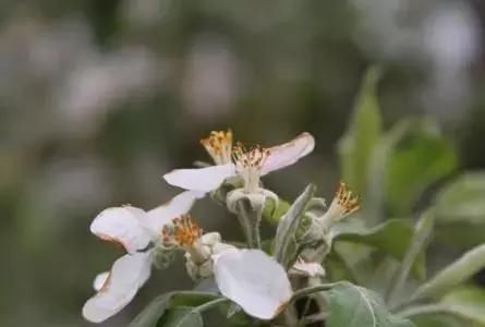 全国苹果预计减产五分之一，今年价格有望提高