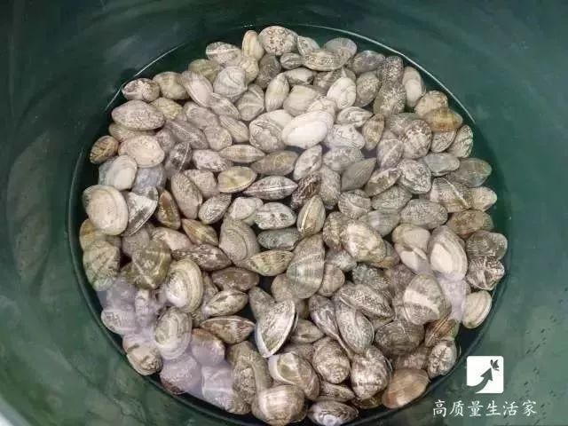 2分钟让蛤蜊蛏子速度把沙土吐干净,赶紧学起来!