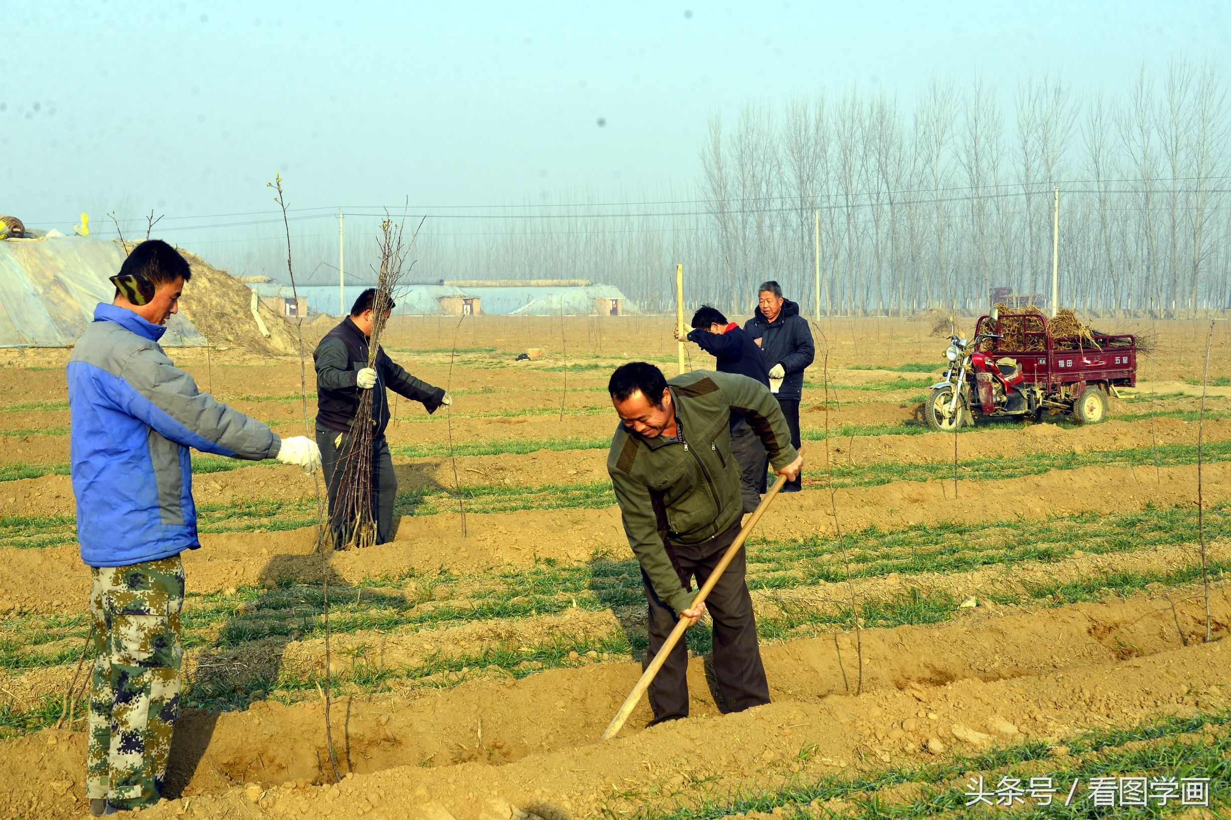 蔬菜大棚村又开始种植苹果五年后亩产量过万斤