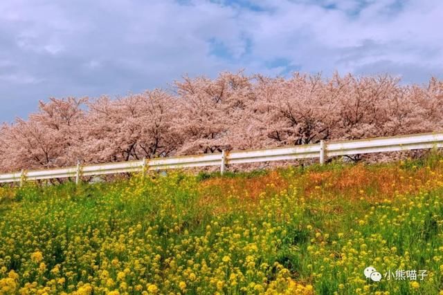 还在烦恼去哪看樱花?你绝对不可错过的9大赏樱圣地!