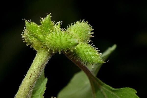 鼻炎克星苍耳子,在家就把鼻炎解决了!分享给关心的人