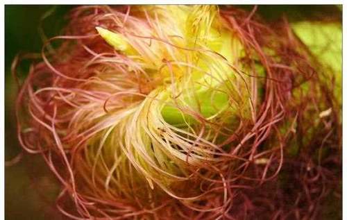 孕晚期可以多吃这3种食物,清胎毒预防黄疸,生