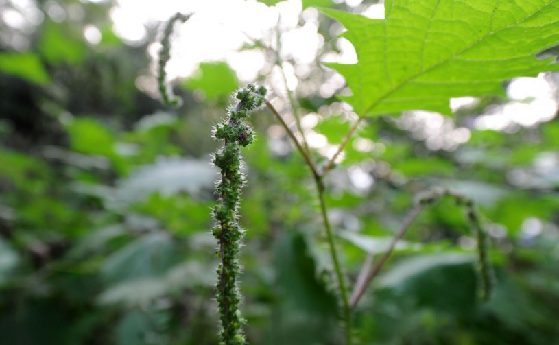 农村这种会”咬人“的草！竟是功效甚好一种药材，你知道吗