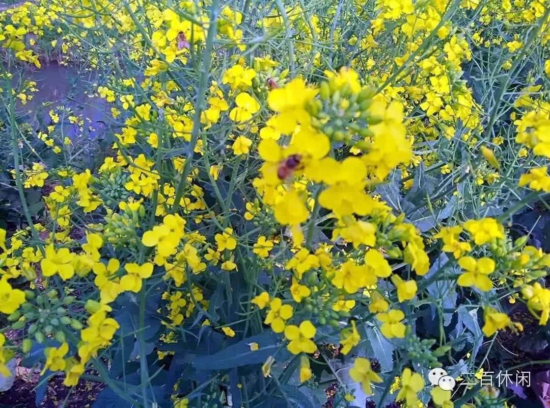 在那油菜花盛开的地方